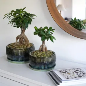 Bonsai Tree Round Planter Set of 2 - Emerald Green